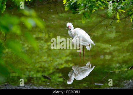 Spatule d'Afrique (Platalea alba), un peu de soins de plumage étang Banque D'Images
