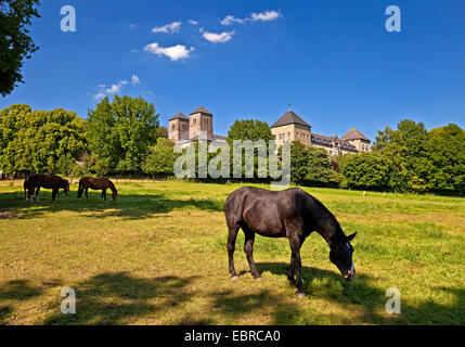 Cheval domestique (Equus caballus przewalskii. f), le pâturage des chevaux en face du monastère bénédictin Gerleve, Allemagne, Rhénanie du Nord-Westphalie, Paris Banque D'Images