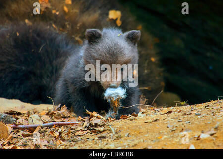 L'ours brun (Ursus arctos arctos), ourson jouer avec les poils d'en face de la den, Allemagne, Bavière, Parc National de la Forêt bavaroise Banque D'Images