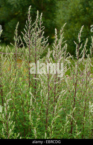 L'Armoise commune, commune de grande absinthe (Artemisia vulgaris), la floraison, Allemagne Banque D'Images