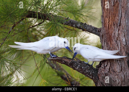 La sterne blanche (Gygis alba), la paire se trouve dans un casuarnia tree, les Seychelles, l'Île aux Oiseaux Banque D'Images