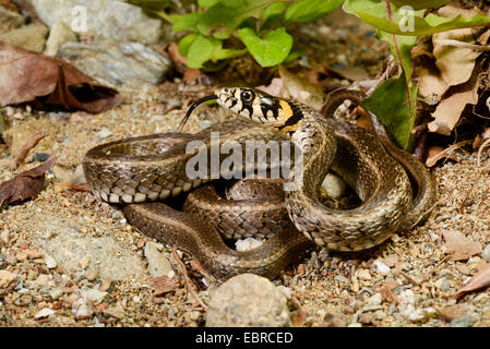 Balkan grass Snake (Natrix natrix persa), enroulé grass snake s'élançant dans et hors de la langue, de la Bulgarie, de Ropotamo, Biosphaerenreservat Banque D'Images