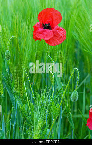 Pavot coquelicot, Commun, Rouge Coquelicot (Papaver rhoeas), fleur de pavot dans un champ d'orge, de l'Allemagne, Rhénanie du Nord-Westphalie Banque D'Images