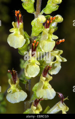 Germandrée sauge, sauge, bois à feuilles de sauge (Germandrée Teucrium scorodonia), détail d'une inflorescence, Allemagne, Rhénanie du Nord-Westphalie Banque D'Images