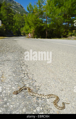 Viper côtières littorales européennes, Viper, viper Ottoman, Proche Orient (vipère Vipera xanthina Montivipera xanthina, Daboia, xanthina), tué viper côtières sur une route de campagne, la Turquie, la Lycie, Mugla, Dalyan Banque D'Images