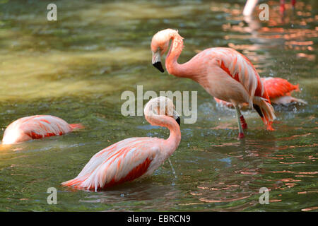 Flamant rose, American flamingo, Caraïbes Flamingo (Phoenicopterus ruber ruber), prendre un bain au printemps Banque D'Images