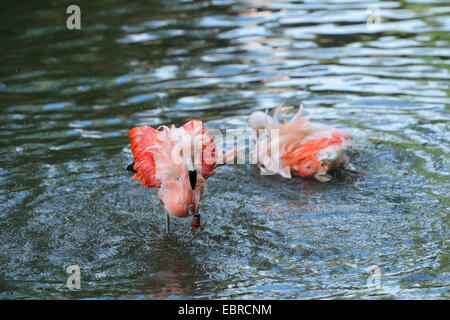 Flamant rose, American flamingo, Caraïbes Flamingo (Phoenicopterus ruber ruber), prendre un bain au printemps Banque D'Images