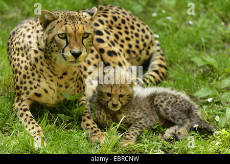 Le Guépard (Acinonyx jubatus), la mère et la cub couchée dans un pré Banque D'Images