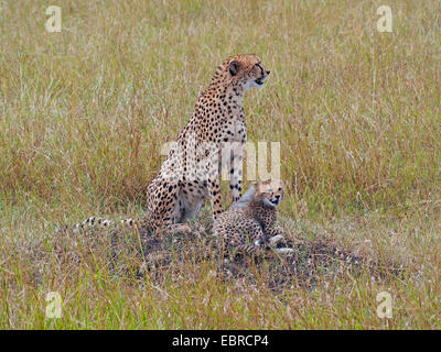 Le Guépard (Acinonyx jubatus), assis dans l'herbe avec son chiot, Kenya, Masai Mara National Park Banque D'Images