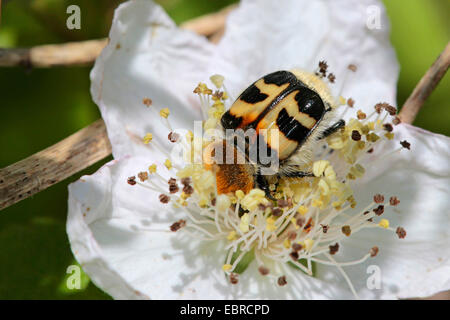 Hanneton européen d'abeilles, Abeille INSECTE (Trichius fasciatus), assis sur une fleur blanche Banque D'Images