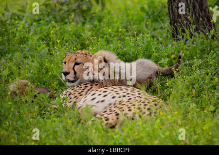 Le Guépard (Acinonyx jubatus), Femme avec cub dans un pré, en Tanzanie, Serengeti National Park Banque D'Images