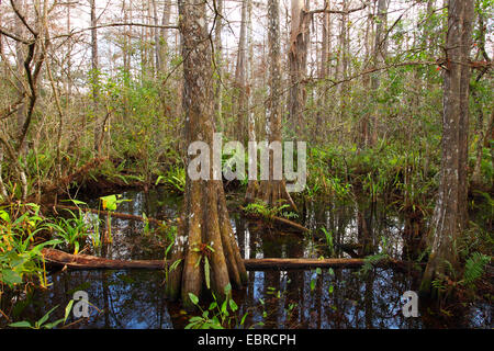 Baldcypress (Taxodium distichum), undergroth dans un marais bois de cyprès, USA, Floride, Corkscrew Swamp Banque D'Images