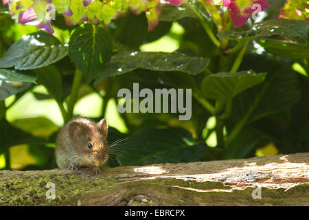Campagnol roussâtre (Clethrionomys glareolus, Myodes glareolus), sur une poutre en bois dans le jardin, sous hortensias, Allemagne Banque D'Images