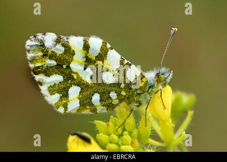 Blanc gris de l'Est (Euchloe ausonia vollmer -), assis sur les fleurs jaunes, Italie, Sicile Banque D'Images
