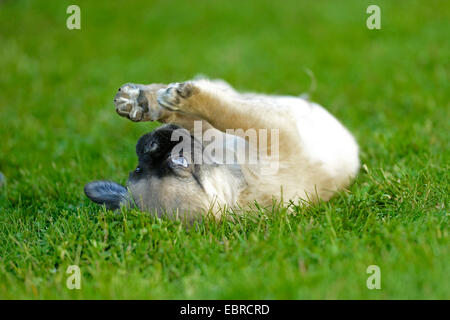Le PUG (Canis lupus f. familiaris), minet allongé sur le dos dans un pré et jouer avec les pattes, Allemagne Banque D'Images