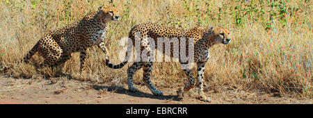 Le Guépard (Acinonyx jubatus), dans l'alimentation, la Tanzanie, le Parc National du Serengeti Banque D'Images