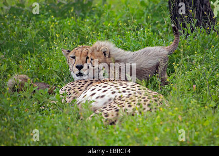 Le Guépard (Acinonyx jubatus), Femme avec cub dans un pré, en Tanzanie, Serengeti National Park Banque D'Images