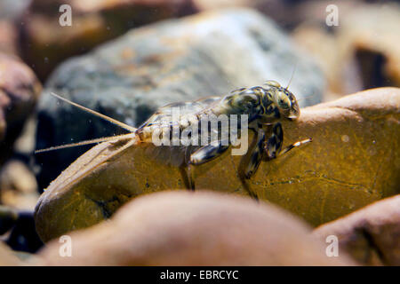 Les éphéméroptères (Ephemeroptera), larve sur un caillou sous l'eau, de l'Allemagne, de Bavière, Prien Banque D'Images