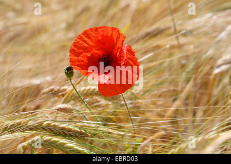 Pavot coquelicot, Commun, Rouge Coquelicot (Papaver rhoeas), fleur de pavot dans un champ de maïs, Allemagne Banque D'Images