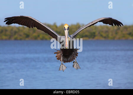 Pélican brun (Pelecanus occidentalis), des terres à la mer, aux États-Unis, en Floride, le Parc National des Everglades Banque D'Images