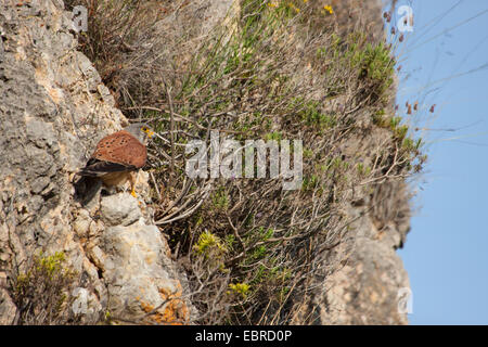 Kestrel Kestrel eurasien, l'Ancien Monde, faucon crécerelle, faucon crécerelle (Falco tinnunculus), est assis sur un rebord, Espagne, Baléares, Majorque Banque D'Images