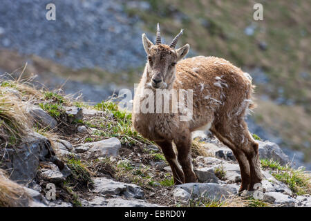 Bouquetin des Alpes (Capra ibex, Capra ibex ibex), femelle à une pente en fourrure d'hiver, Suisse, Toggenburg, Chaeserrugg Banque D'Images