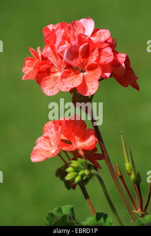 Géranium (Pelargonium spec.), inflorescenses Banque D'Images