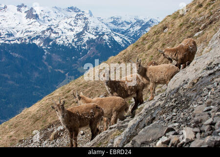 Bouquetin des Alpes (Capra ibex, Capra ibex ibex), troupeau de bouquetins dans les paysages de montagne, Suisse, Toggenburg, Chaeserrugg Banque D'Images