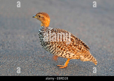 L'frankolin (Francolinus Coqui coqui), homme marche sur asphalte, Afrique du Sud, Province du Nord Ouest, le Parc National de Pilanesberg Banque D'Images