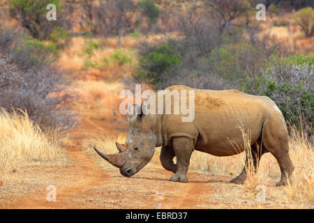 Rhinocéros blanc, carré-lipped rhinoceros, grass rhinoceros (Ceratotherium simum), le franchissement d'une route non revêtue, Afrique du Sud, Province du Nord Ouest, le Parc National de Pilanesberg Banque D'Images