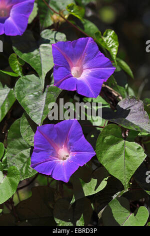 Blue morning glory, Oceanblue morning glory, Koali awa, Blue dawn flower (Ipomoea indica), fleurs de violettes, USA, Floride, Lovers Key Banque D'Images