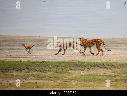 Le Guépard (Acinonyx jubatus), deux guépards chasser une gazelle, Serengeti National Park Banque D'Images