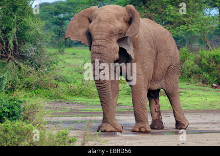 L'éléphant africain (Loxodonta africana), bull elephant sans défenses dans le Serengeti, Tanzanie, Serengeti National Park Banque D'Images