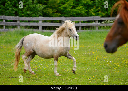 Poney (Equus przewalskii f. caballus), marcher sur un paddock, Allemagne Banque D'Images