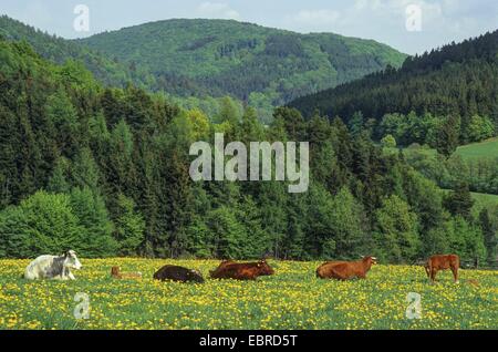 Vaches dans fleurs de pissenlit prairie, Allemagne, Rhénanie du Nord-Westphalie, Haut-sauerland Banque D'Images