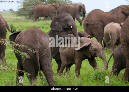 L'éléphant africain (Loxodonta africana), nourrissons romping dans un troupeau d'éléphants, le Parc National du Serengeti, Tanzanie Banque D'Images