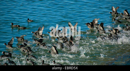 Black Foulque macroule (Fulica atra), troupeau sur un lac, voler haut, Allemagne Banque D'Images