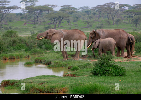 L'éléphant africain (Loxodonta africana), groupe de l'alcool à l'eau, le Parc National du Serengeti, Tanzanie Banque D'Images