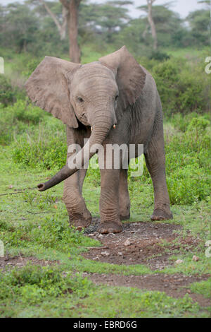 L'éléphant africain (Loxodonta africana), elephant calf balade dans le Serengeti, Tanzanie, Serengeti National Park Banque D'Images