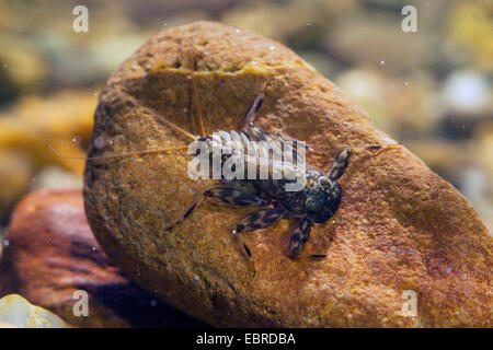 Les éphéméroptères (Ephemeroptera), larve sur un caillou sous l'eau, de l'Allemagne, de Bavière, Prien Banque D'Images