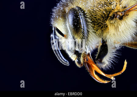 Abeille, ruche abeille (Apis mellifera mellifera), macro shot de la tête, vue latérale en face de fond noir Banque D'Images