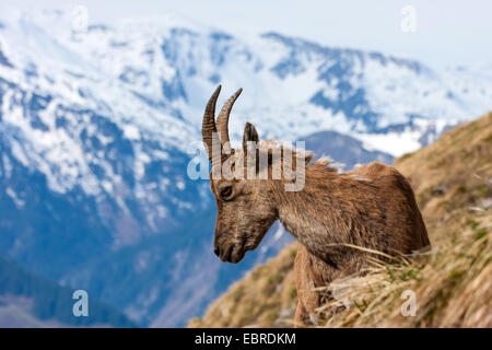 Bouquetin des Alpes (Capra ibex, Capra ibex ibex), femme dans des paysages de montagne, Suisse, Toggenburg, Chaeserrugg Banque D'Images