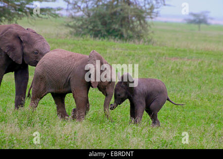 L'éléphant africain (Loxodonta africana), jouant les nourrissons, la Tanzanie, le Parc National du Serengeti Banque D'Images
