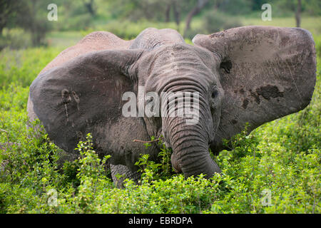 L'éléphant africain (Loxodonta africana), manger avec éléphant tendit l'oreille, la Tanzanie, le Parc National du Serengeti Banque D'Images