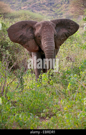 L'éléphant africain (Loxodonta africana), manger l'éléphant, le Parc National de Serengeti, Tanzanie Banque D'Images