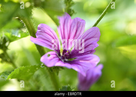 Mauve commune, mauve, bleu, mauve haut cheeseweed élevé (Malva sylvestris), fleur, Germany Banque D'Images