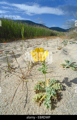 Le pavot cornu jaune, pavot cornu (Glaucium flavum), qui fleurit sur une dune, France, Corse, BelvÚdÞre-Campomoro, Portigliolo Banque D'Images