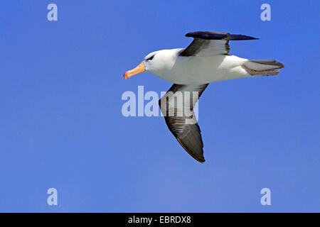 Albatros à sourcils noirs (Thalassarche melanophrys, Diomedea melanophris), voler, l'Antarctique, l'île de sirènes Banque D'Images