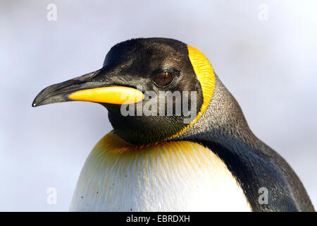 Manchot royal (Aptenodytes patagonicus), portrait, Antarctique, Suedgeorgien Banque D'Images