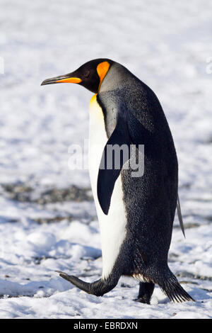 Manchot royal (Aptenodytes patagonicus), marcher dans la neige, l'Antarctique, Suedgeorgien Banque D'Images